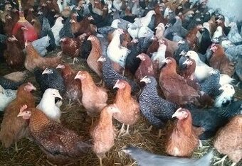 Predaj mládok Lohman a Domimant