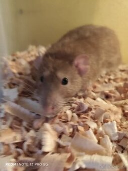 Darujem dospelé Dumbo potkany