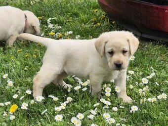 Labrador s PP