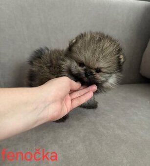 Pomeranian Boo