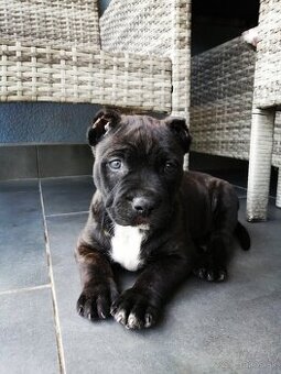 American Bully XL, šteniatka 8 týždňov