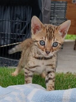 bengal bengalska macka bengalske maciatka