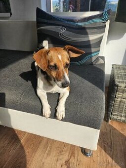 Jack Russell