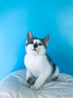 WOLFIE SI HĽADÁ DOMOV VO VNÚTRI