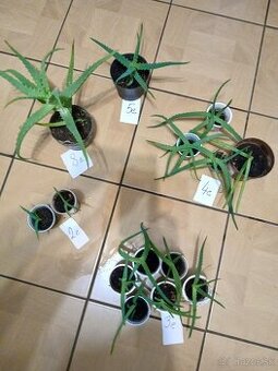 kaktus aloe vera