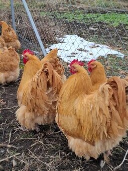 orpington levanduľa,čiern.porcel.,žlté nas.vajc.