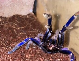Tarantula,vtackár