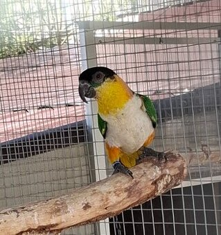 Amazonik