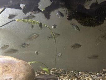 Parachromis Managuensis