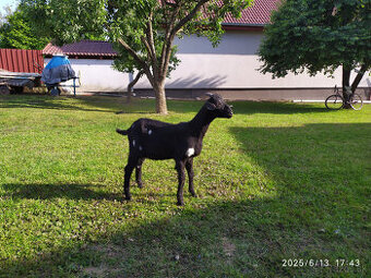 Predám anglonubijského capka