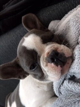 Francúzsky buldog