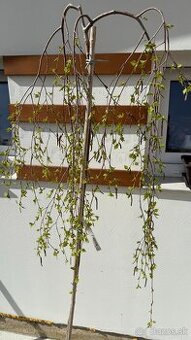 Breza previsnutá Youngii 160 cm