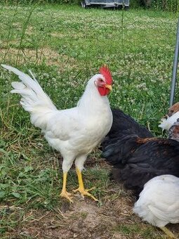 Kohut Leghorn