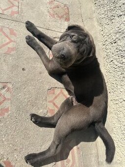 Sharpei