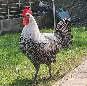 Kohút brakelky striebornej čierno pruhovanej