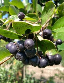 Aronia melanocarpa čiernoplodá kričkova forma