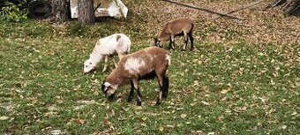 Kamerunský baranček