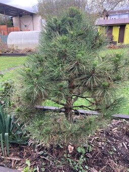 Borovica zakrslá, zakrpatená.Výška 150 cm.