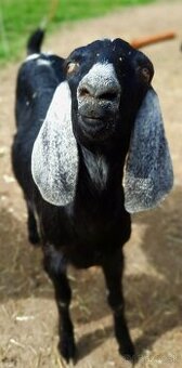 100% Anglonubijska kozička pripustená