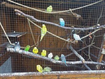 Predam andulky mlade vonkajsi chov