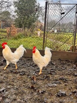 Kohúty Leghorn