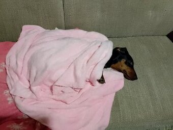 Jazvečík menom Doby