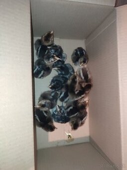 Kuriatka  wyadnotky a vlaška