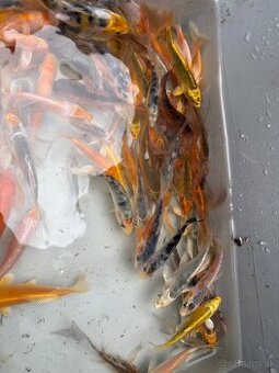 Buterfly koi ,Japonské koi kapre