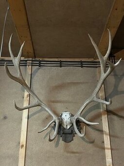 Veľké trofejné jelenie parožie. 7 kg, 100 cm, 30+ rokov