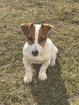Jack russel