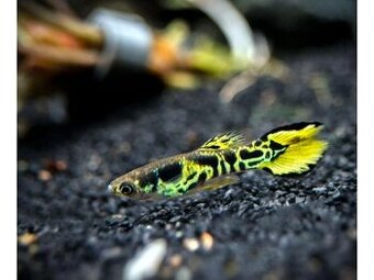 Žltý tiger Endler Guppy
