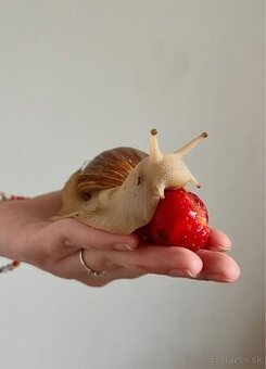 Africké slimáky/ Achatina žravá / Lissachatina fulica