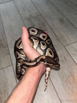 Python regius