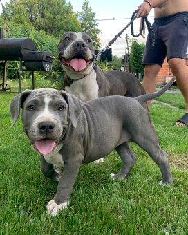 American Bully XL, Americký stafordšírský teriér,