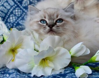 Ragdoll