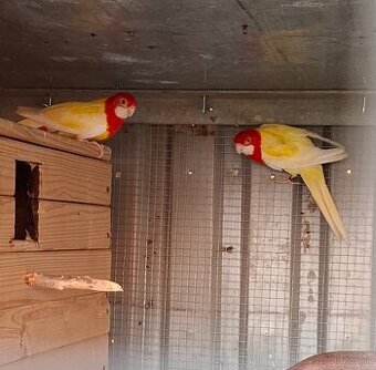 Rozela pestra LUTINO