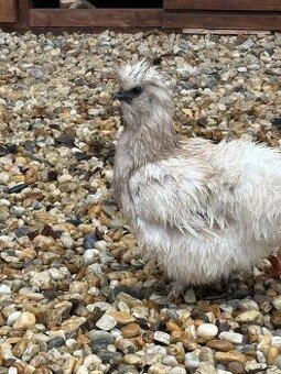 Hodvabnicky 2 sliepky a 1 kohut