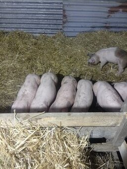 Predám odstavčata 20-25kg