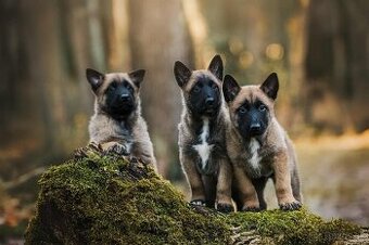 Belgický ovčiak MALINOIS