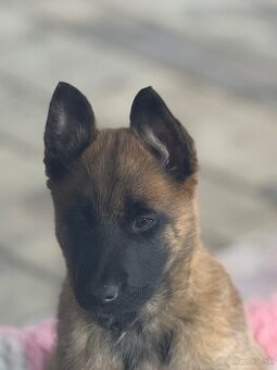 Belgický ovčiak MALINOIS