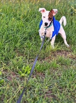 Predám Jack Russell teriéra – 7 mesiacov