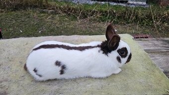 Zdrobnený strakáč havana samček - 1