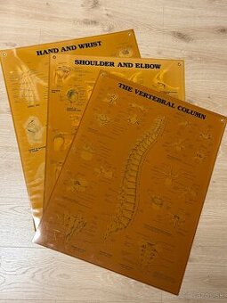 Anatomické obrazy 3ks