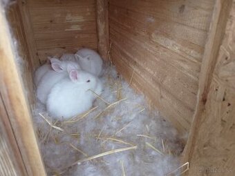 Novozélandský biely králik