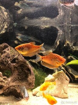 Akvárium Full vybavené komplet