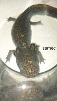 Axolotl