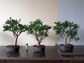 Sukulentné bonsaie - 1
