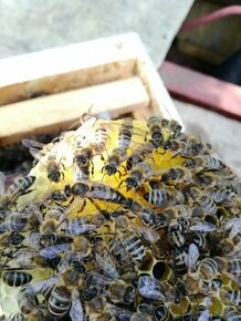 Ponúkam včelie matky ,královny do včelstva
