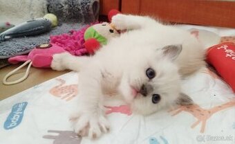 Ragdoll