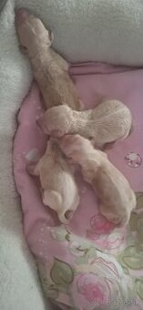 Maltipoo mini
